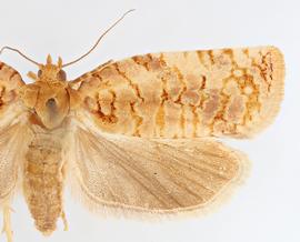 Female. © Jason J. Dombroskie. Image used with permission.
